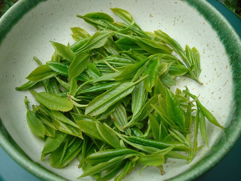 Hoạt chất EGCG chứa trong mỗi lá trà xanh có khả năng tiêu viêm, diệt các vi khuẩn gây mụn