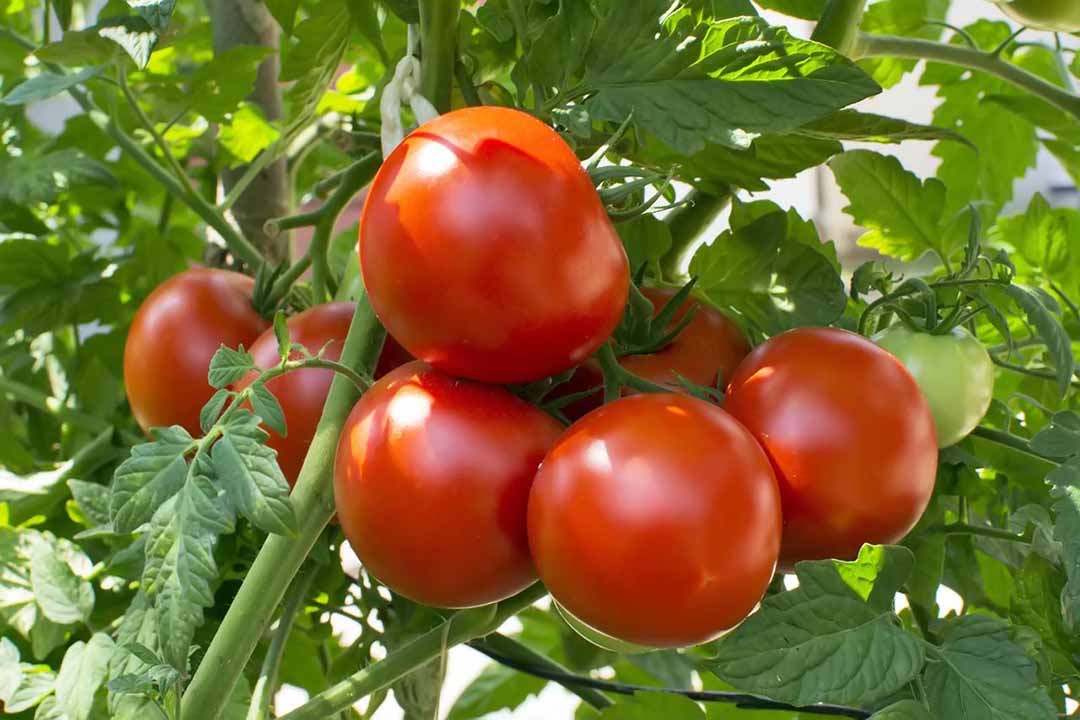 Trị mụn bằng cà chua và đất sét
