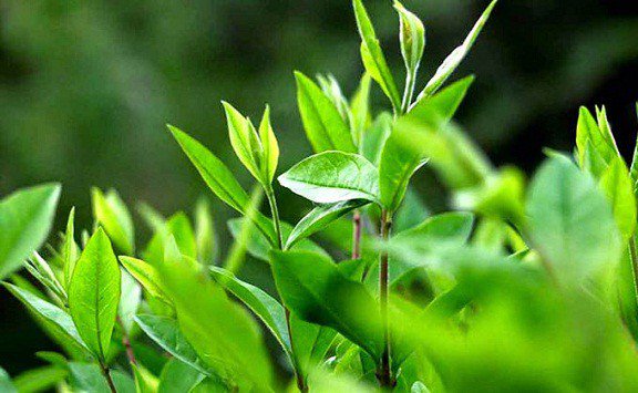 Tinh dầu trà xanh là một phương pháp điều trị mụn nội tiết tự nhiên